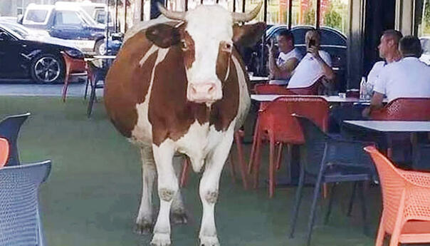 Krava ušetala u baštu kafića