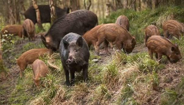 Krdo divljih svinja pravi štetu na poljoprivrednim imanjima u Vogošći