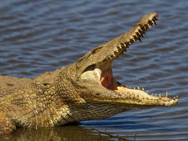 Krokodil upao u kuhinju luksuznog hotela u Zimbabveu