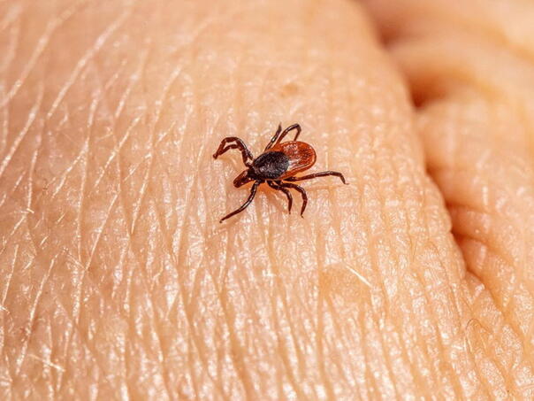 Krpelji počeli ujedati, tek će ih biti sа dolaskom toplijih dana