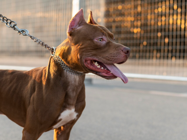 Devet napada i ugriza vlasničkih pasa u 2025 u KS.: Koje su sankcije?