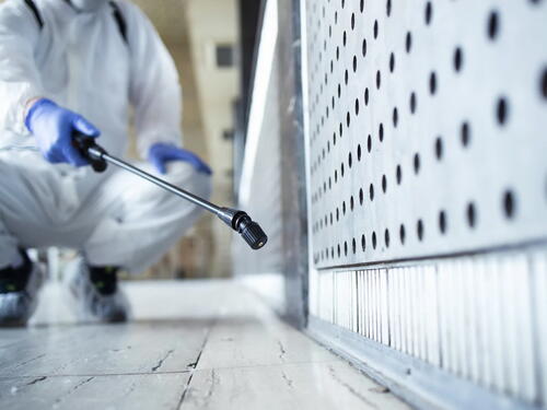 KS drugu godinu bez deratizacije, veliki rizik od pojave mišije groznice