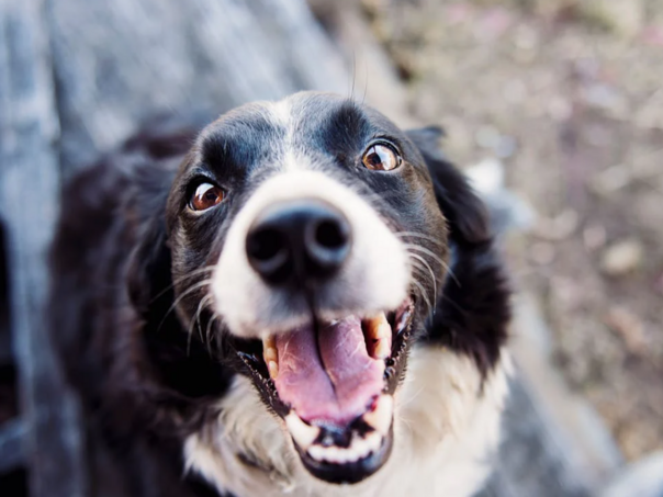 KS: Sterilisano i udomljeno više od 10.000 napuštenih životinja