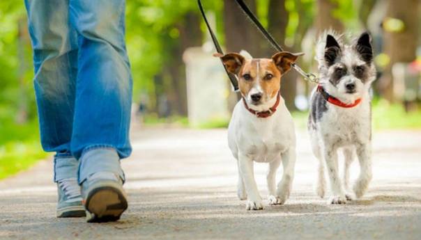 Kućni ljubimci i domaće životinje nisu izvor zaraze