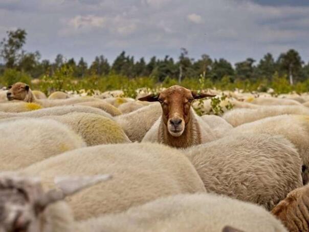 Kuga malih preživara nadomak regiona - rastuća briga za zdravlje stoke