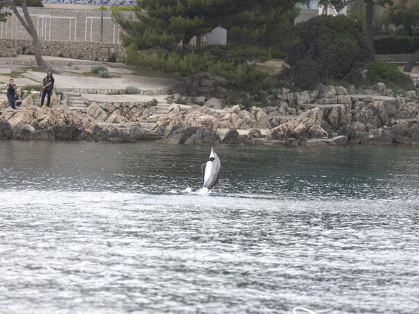 Kupačima na Krku stiglo upozorenje: Dupin pokazuje neobično ponašanje, nikako mu ne prilazite