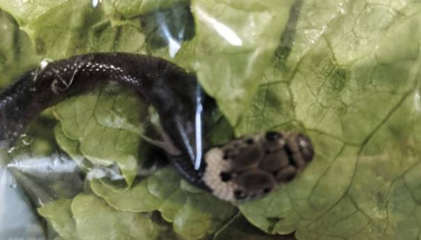 Kupio zapakovanu salatu u supermarketu, kao bonus dobio zmiju