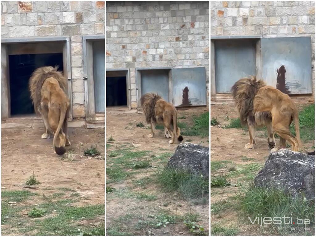 Lav u Pionirskoj dolini izgleda zastrašujuće loše, šta se dešava?