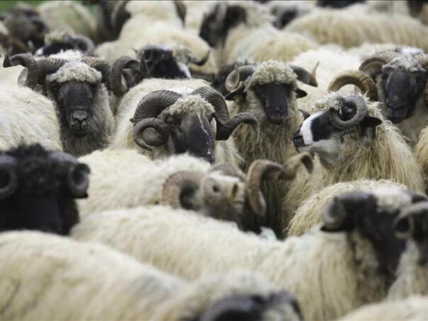 Lažne humanitarne akcije za Gazu se šire društvenim mrežama