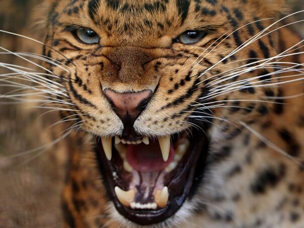 Horor u prodavnici: Leopard preskočio pult i nasrnuo na radnika