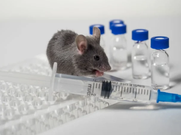 Leptospiroza u KS: 64 oboljela, u jednom danu prijavljen 21 novi slučaj