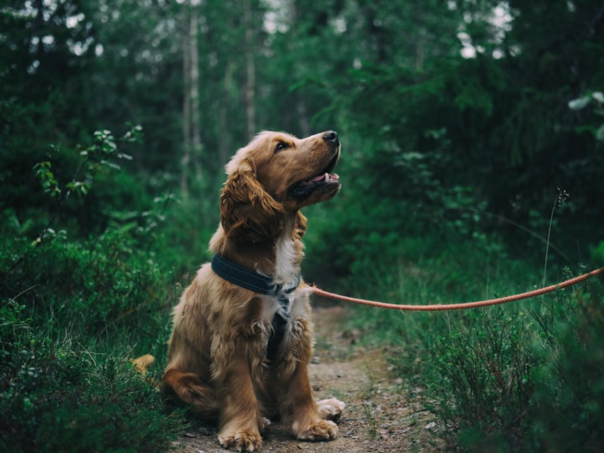 Leptospiroza za pse može biti smrtonosna