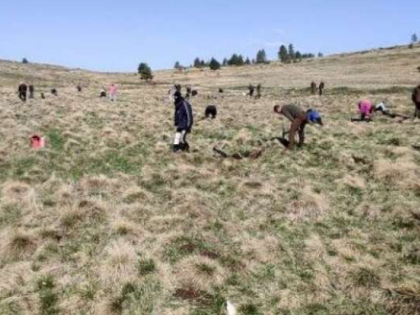 Let’s Do It tim i ove godine organizirao velike akcije pošumljavanja