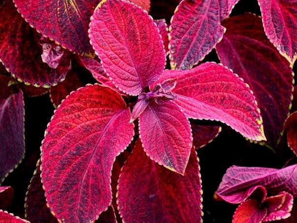 Limunovac: Biljka koju komarci izbjegavaju, a vaš dom osvaja suptilnim mirisom citrusa