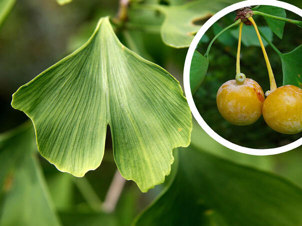Listovi ovog drveta mogu poboljšati cirkulaciju i spriječiti stvaranje krvnih ugrušaka