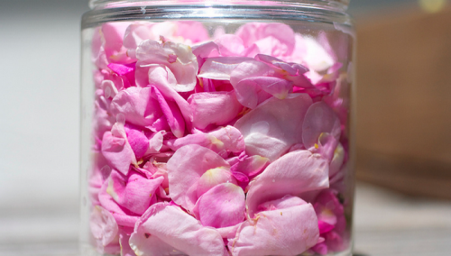 Ljekovita svojstva kraljice cvijeća