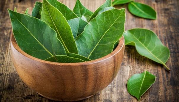 Ljekovita svojstva lovorovog lista