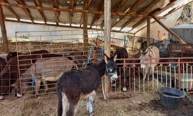 Ljekovito magareće mlijeko iz Gruda kupuju i Švicarci, Francuzi, Šveđani