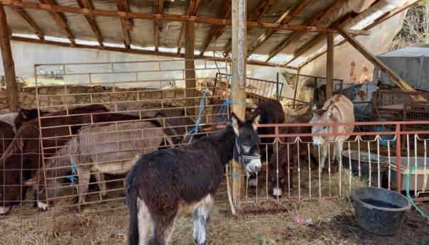 Ljekovito magareće mlijeko iz Gruda kupuju i Švicarci, Francuzi, Šveđani