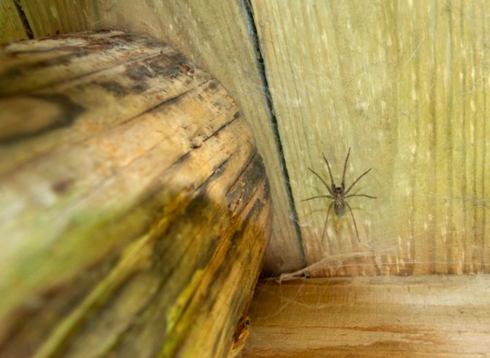 Ljeto donosi najezdu paukova: Jednostavan trik s mentom ih tjera iz kuće
