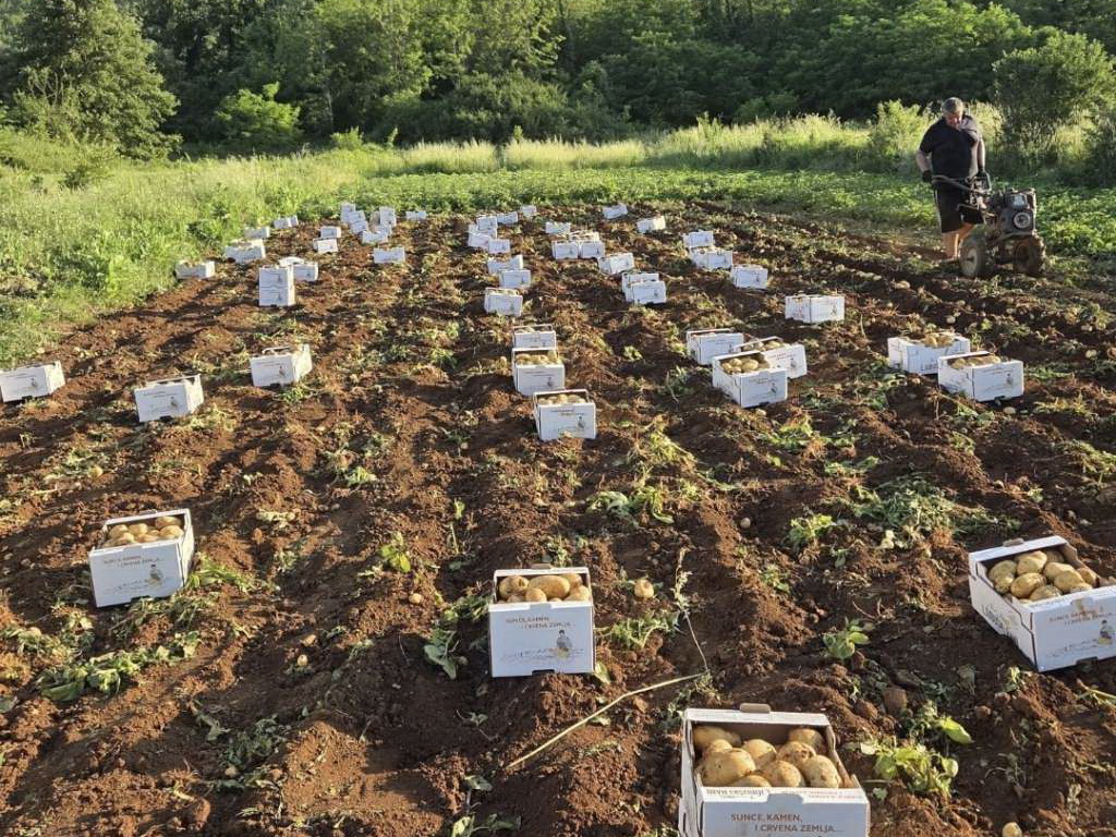 Ljubuški rani krompir bilježi prosječnu sezonu, cijene niže nego lani