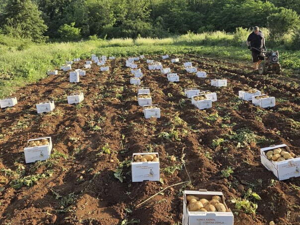 Ljubuški rani krompir bilježi prosječnu sezonu, cijene niže nego lani