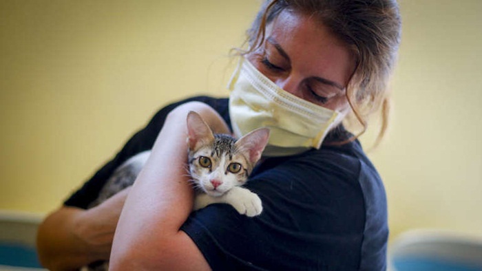 Ljudi mogu prenijeti korona virus mačkama i psima