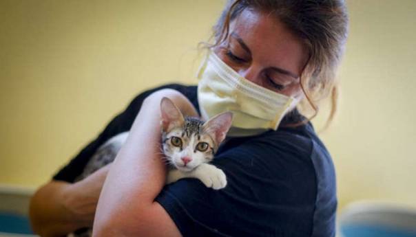 Ljudi mogu prenijeti korona virus mačkama i psima