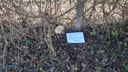 Ljudska lobanja pronađena u šipražju