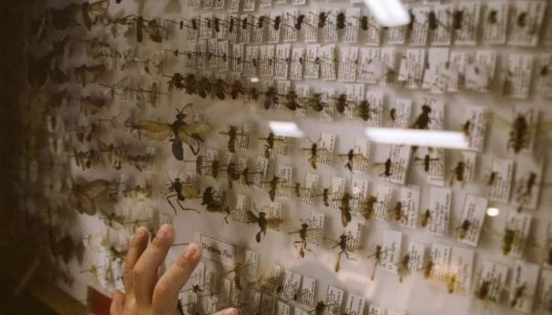 Lockdown i klimatske promjene pospješuju pojavu buba
