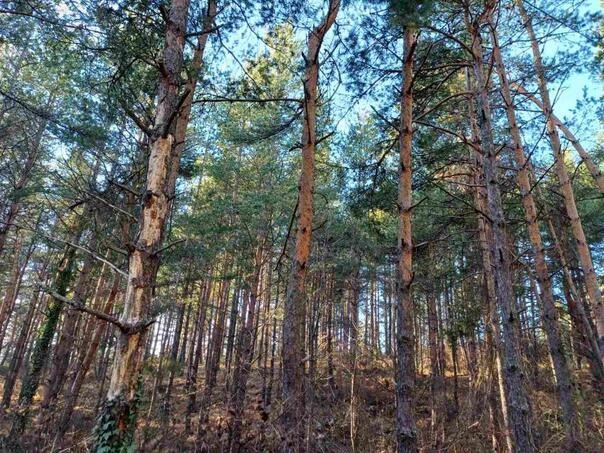 Lušija: Šume treba da gajimo i čuvamo jer su one naše nacionalno blago