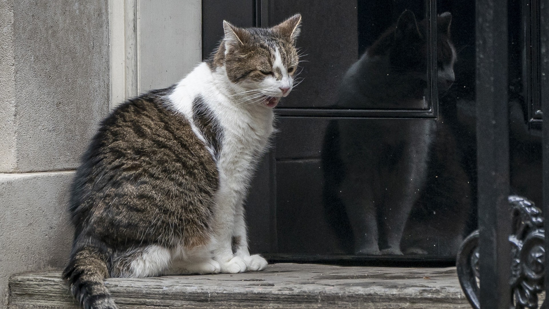 Mačak iz Downing Streeta, dočekao šestog premijera