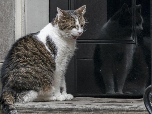 Mačak iz Downing Streeta, dočekao šestog premijera