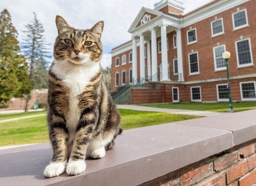 Mačak Max dobio doktorat američkog univerziteta