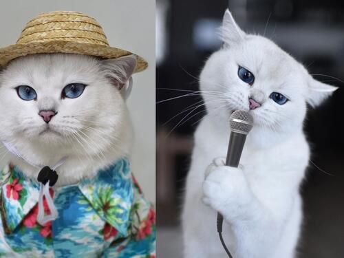 Mačak s očima boje neba ima 1,7 miliona pratilaca