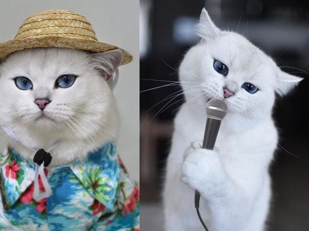 Mačak s očima boje neba ima 1,7 miliona pratilaca