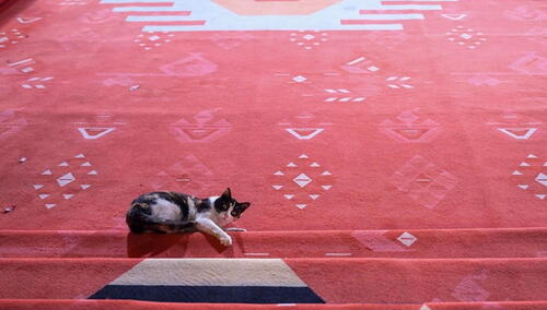 Mačka prošetala crvenim tepihom Sarajevo Film Festivala i ukrala svu pažnju