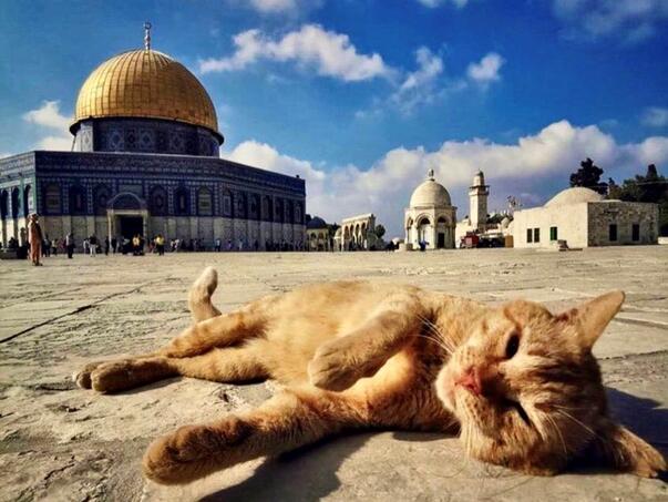 Mačka prva ušla u kompleks Al-Akse nakon ponovnog otvaranja