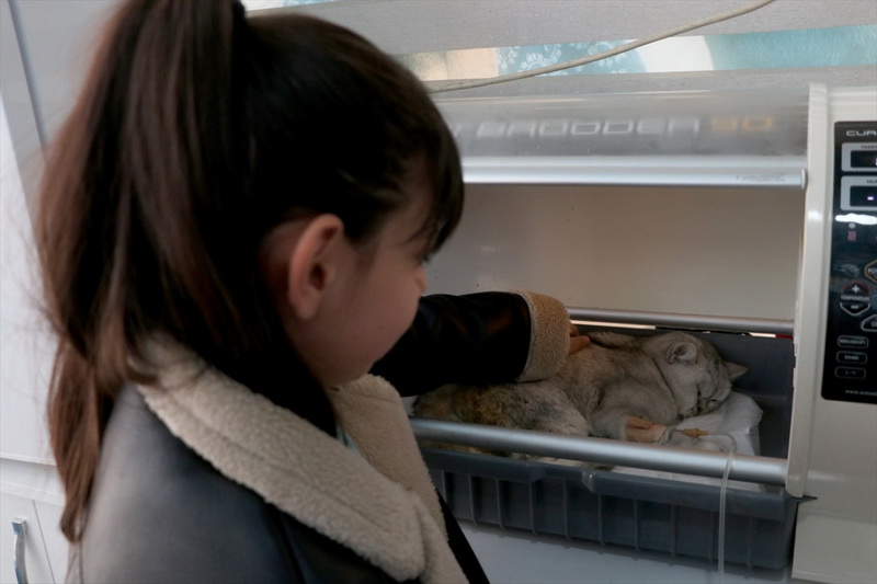 Mačka spašena ispod ruševine zgrade 49 dana nakon zemljotresa