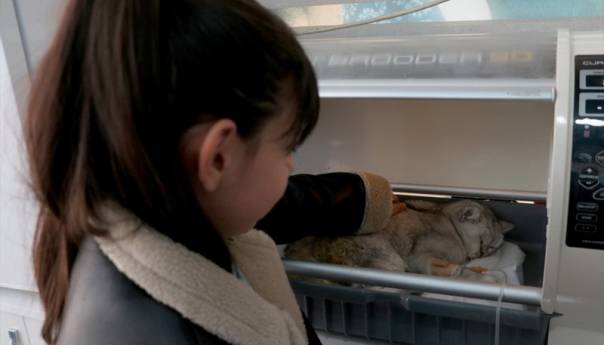 Mačka spašena ispod ruševine zgrade 49 dana nakon zemljotresa