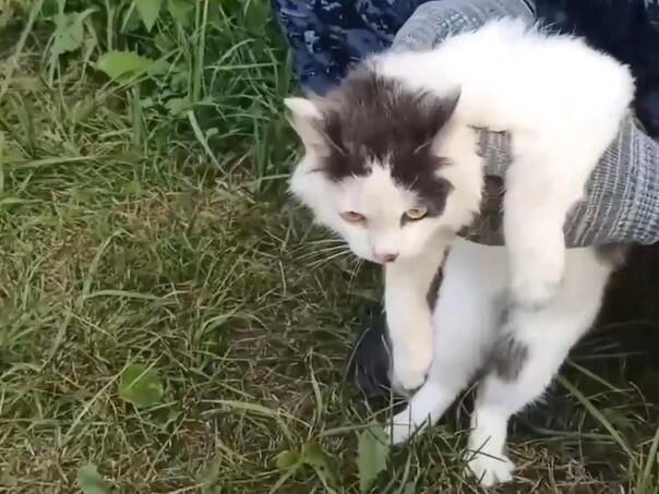 Mačka u Rusiji zaustavljena pri pokušaju unosa droge u zatvor