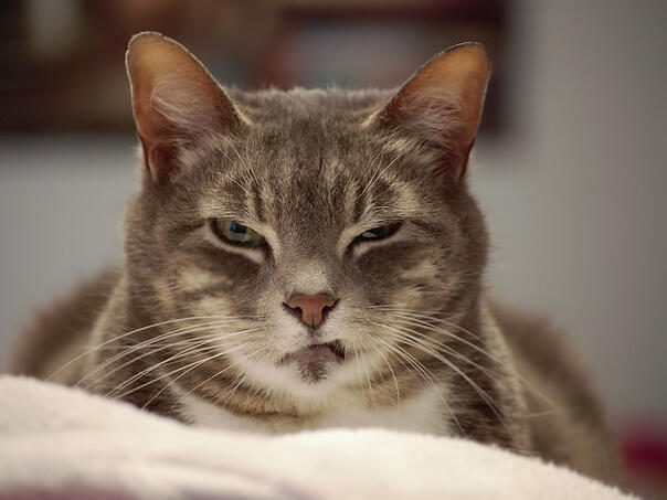 Mačku zatvorili u zgradi, ona im se zamjerila i napravila štetu od 325.000 eura