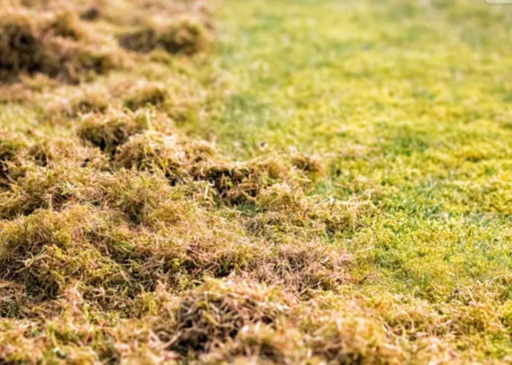 Mahovina preuzima travnjak? Evo kako je zaustaviti prije proljeća