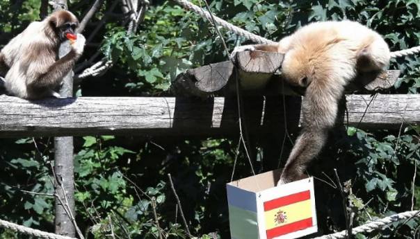 Majmun Kent prognozirao kako će završiti duel Hrvatske i Španije