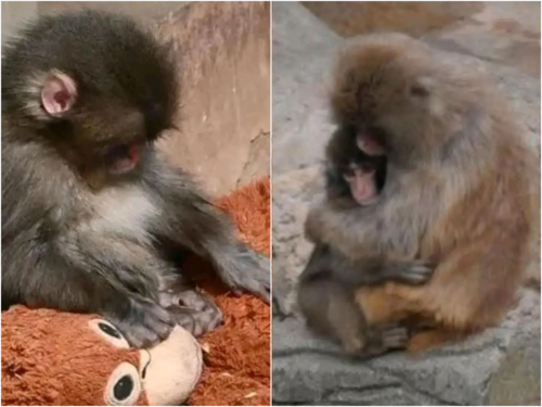 Majmun, kojeg je majka odbacila, pronašao utjehu u plišanoj igrački