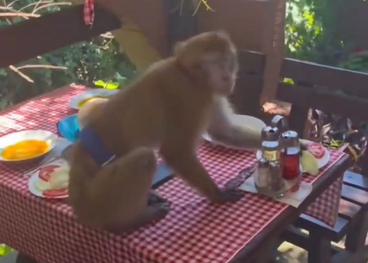Majmun u Crnoj Gori upao u restoran i pojeo ručak gostima
