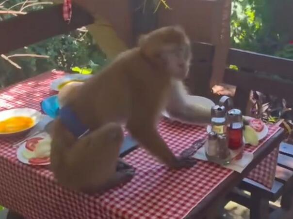 Majmun u Crnoj Gori upao u restoran i pojeo ručak gostima