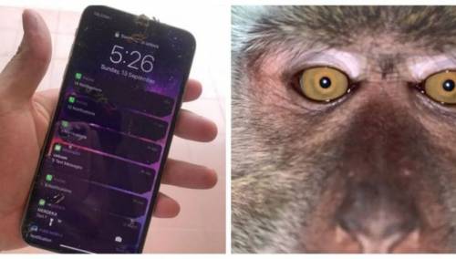 Majmun ukrao telefon pa snimio selfie