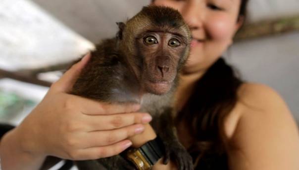Majmuni mogu razviti imunitet na koronavirus
