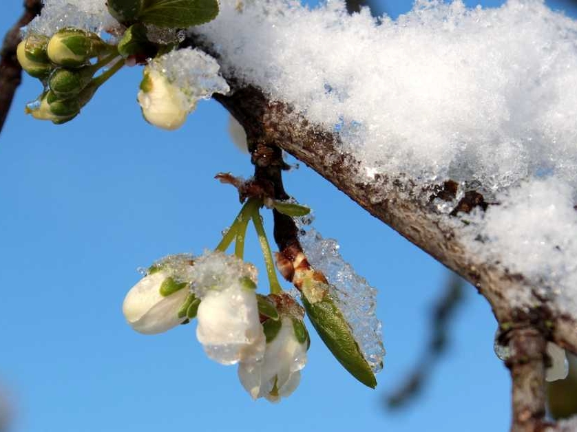 Majski mraz i grad pričinili štetu na voćnjacima u Gradačcu